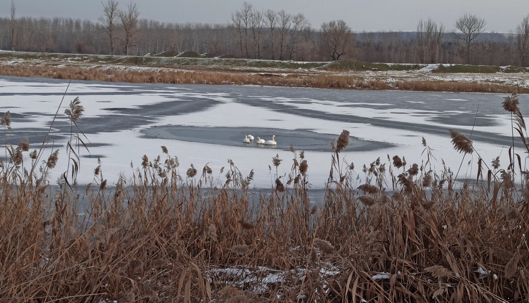 Patru lebede blocate pe un lac inghetat au fost salvate de pompieri