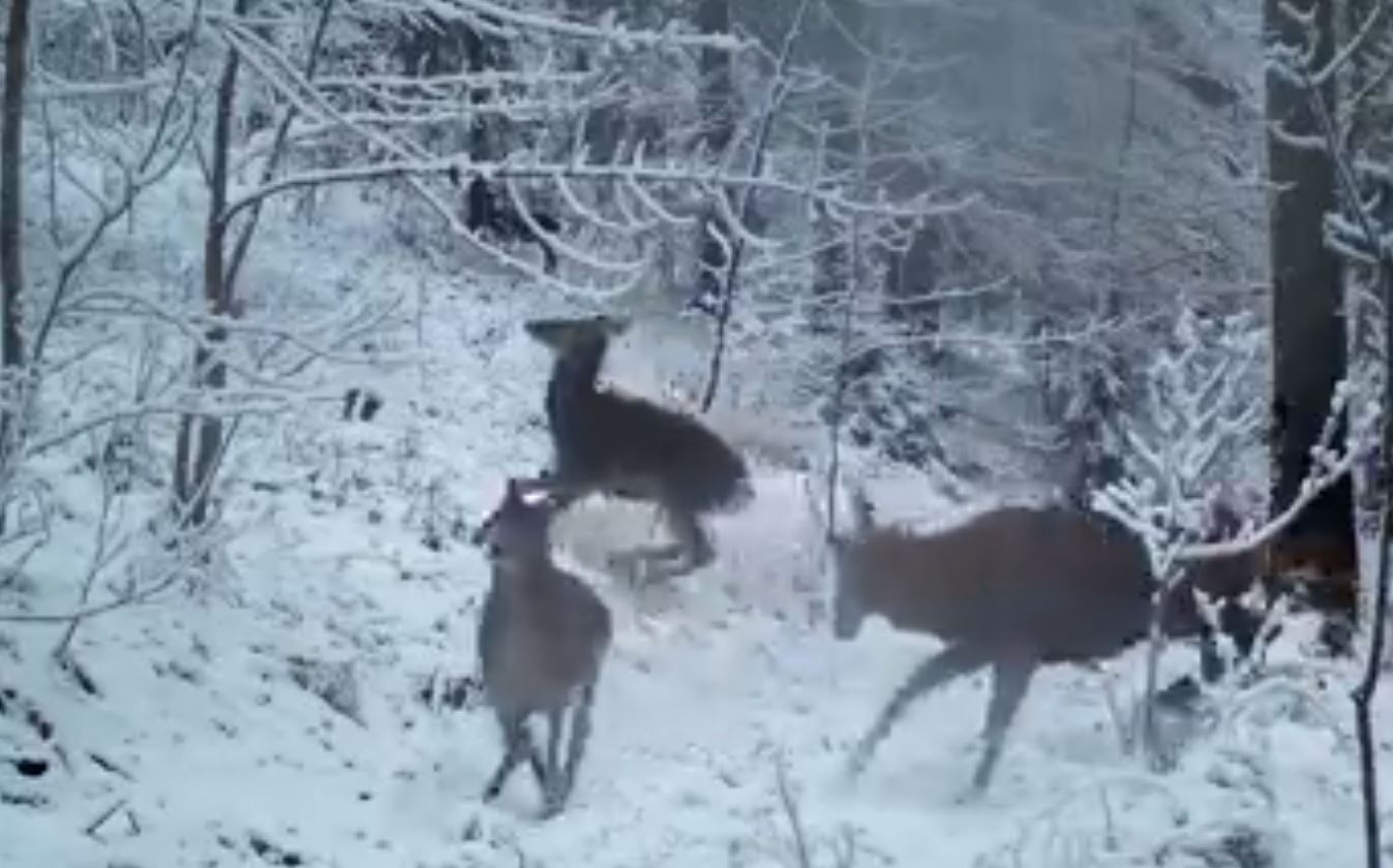VIDEO. Imagini inedite cu un cerb si mai multe ciute care se joaca in zapada
