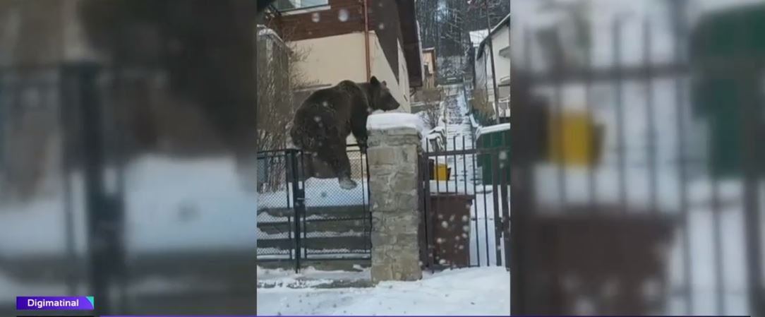 VIDEO. O ursoaica si puiul ei, filmati in Busteni, in timp ce se catara pe gardul unei vile