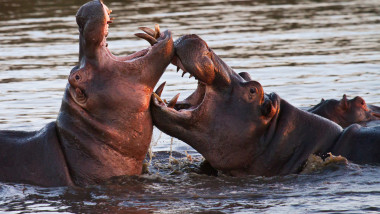 Hipopotami in apa