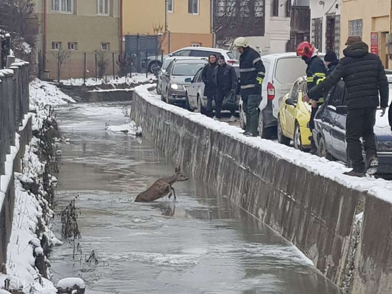 Caprioara salvata in Alba dupa ce a ramas blocata in gheata. Animalul a fost invelit cu o patura pentru a se incalzi