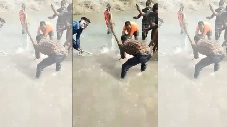 Revoltă după ce un clip în care un delfin este omorât în bătaie s-a viralizat. Trei bărbați au fost arestați