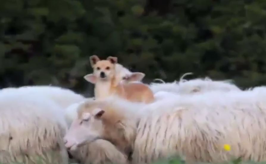 VIDEO. Metoda inedita prin care un caine a ales sa supravegheze eficient o turma de oi