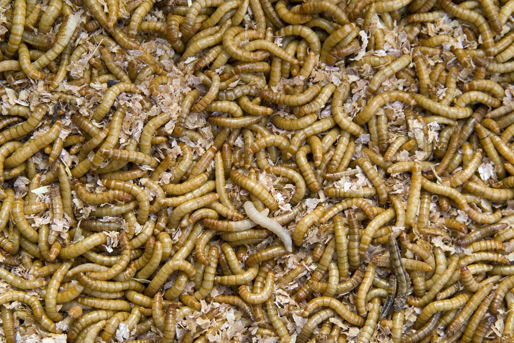 Autoritatea Europeană pentru Siguranța Alimentelor: Viermele de făină, prima insectă declarată sigură pentru consum uman