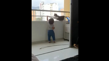 O pisică vigilentă îl îndepărtează pe un bebeluș de balustrada unui balcon