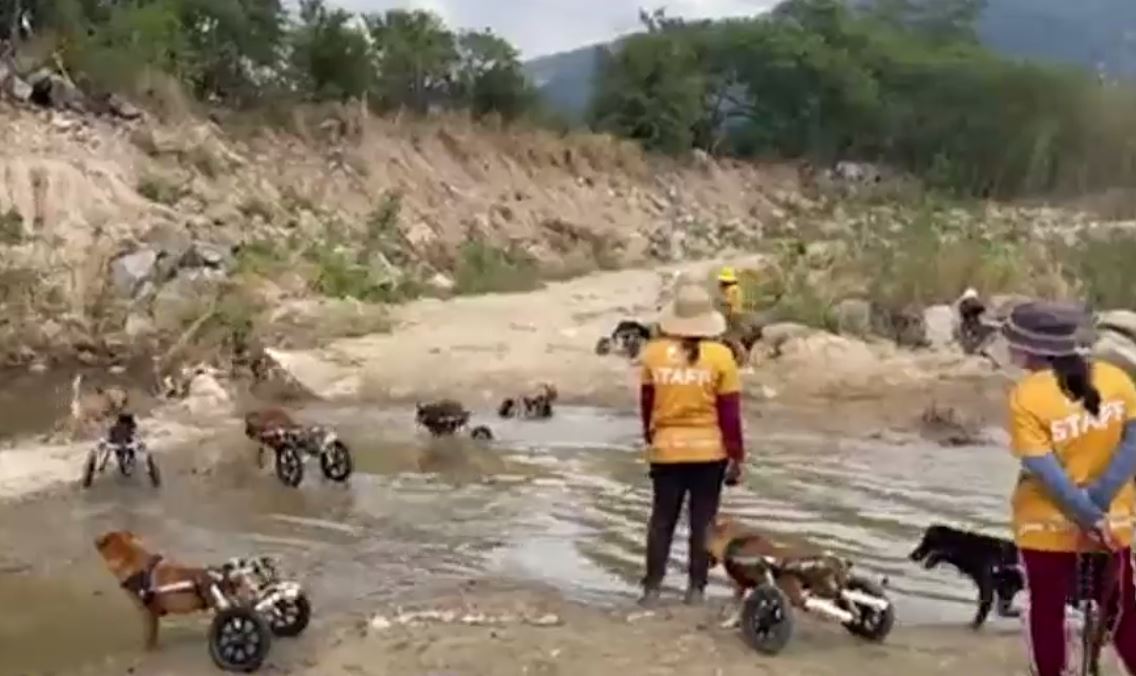 VIDEO. Căței cu handicap, duși la râu pentru relaxare