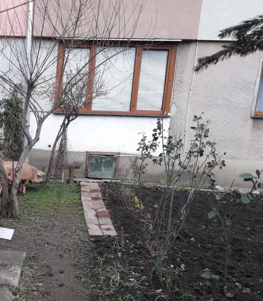 porc-evadat-remorca-sebes (2)