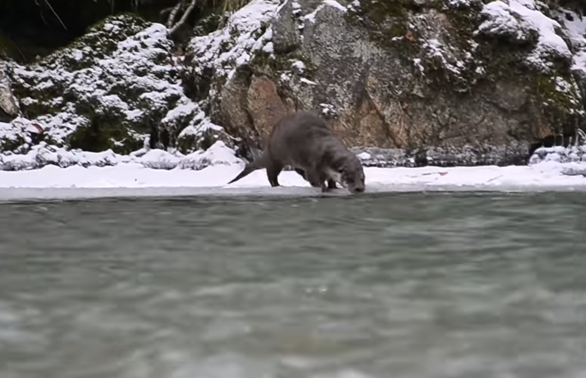 VIDEO. O vidră simpatică filmată în timp ce se joacă pe malul unui râu din Defileul Jiului