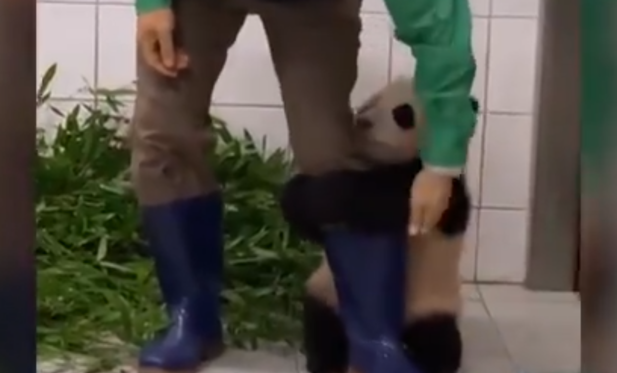 Fu Bao, puiul de urs panda care a devenit senzație pe internet