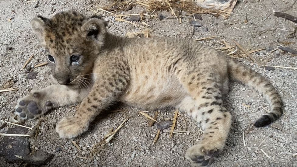 VIDEO. Primul pui de leu conceput prin inseminare arficială care s-a născut la Zoo din Singapore. Îngrijitorii l-au numit Simba