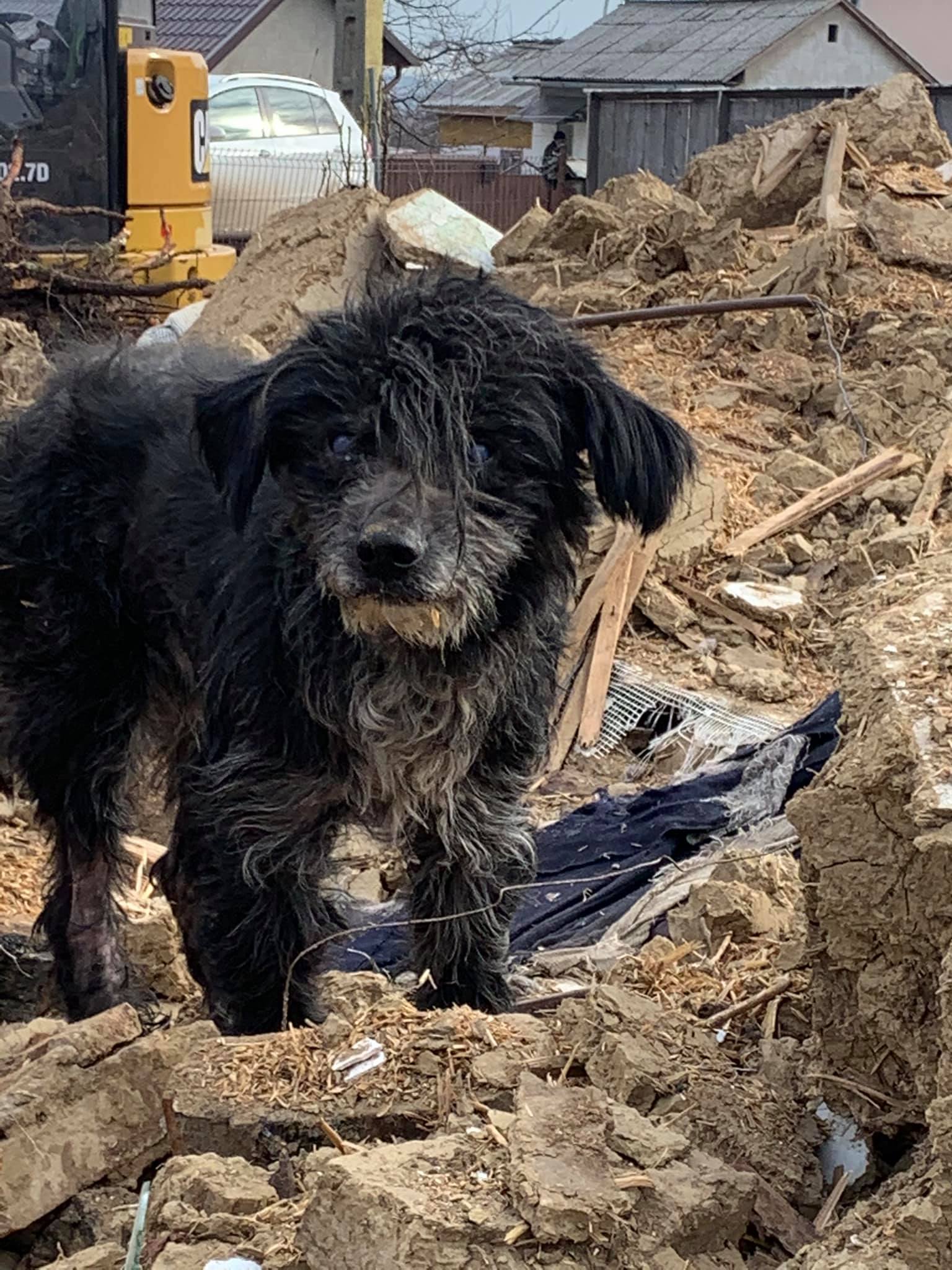 Povestea tristă a cățelului care a rămas singur în curtea în care a trăit 3 ani după ce stăpânii au murit