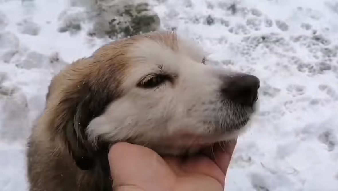 VIDEO. Despărțire grea în armată: Un caporal care trece în rezervă își ia rămas bun de la cățelușa crescută în unitate