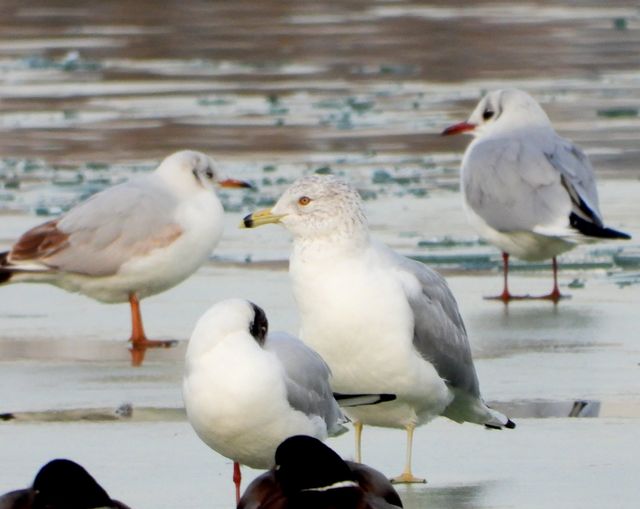 Un pescăruș sur mare, specie comună în America de Nord și insulele britanice, fotografiat pe Lacul Morii din București