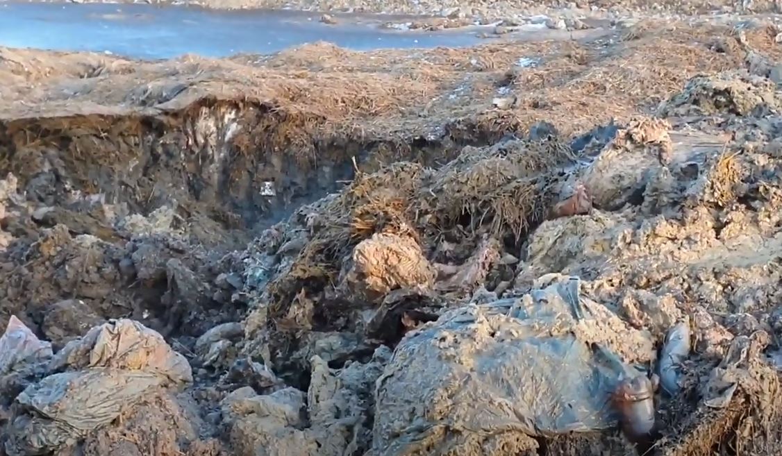 Dezastru ecologic. Procurorii verifica daca miile de oi inecate in Marea Neagra au fost incinerate. Lesuri ingropate, gasite pe un camp