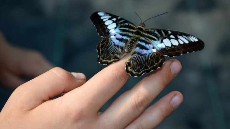 fluture albastru pa mana unui copil