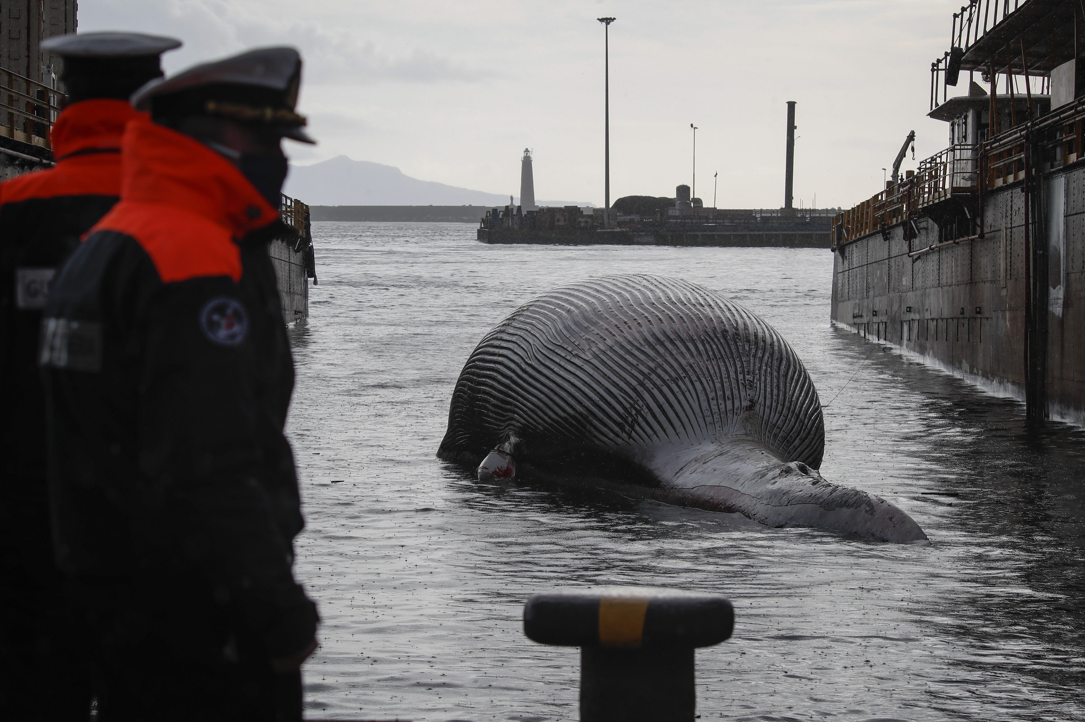Una dintre cele mai mari balene din Marea Mediterană a fost găsită moartă în sudul Italiei