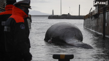 Cadavrul de balenă adus în Napoli