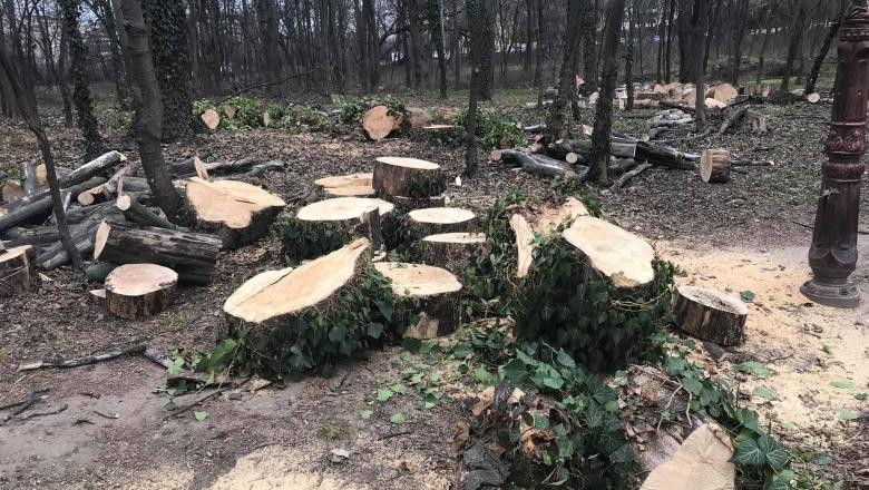 Directorul interimar al Direcției de Mediu, demis după ce a avizat defrișarea a 22 de copaci din centrul Capitalei