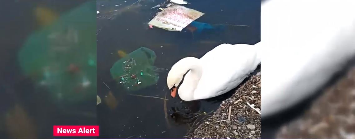 O lebădă a fost surprinsă în timp ce căuta de mâncare printre gunoaie, pe un lac din Constanța