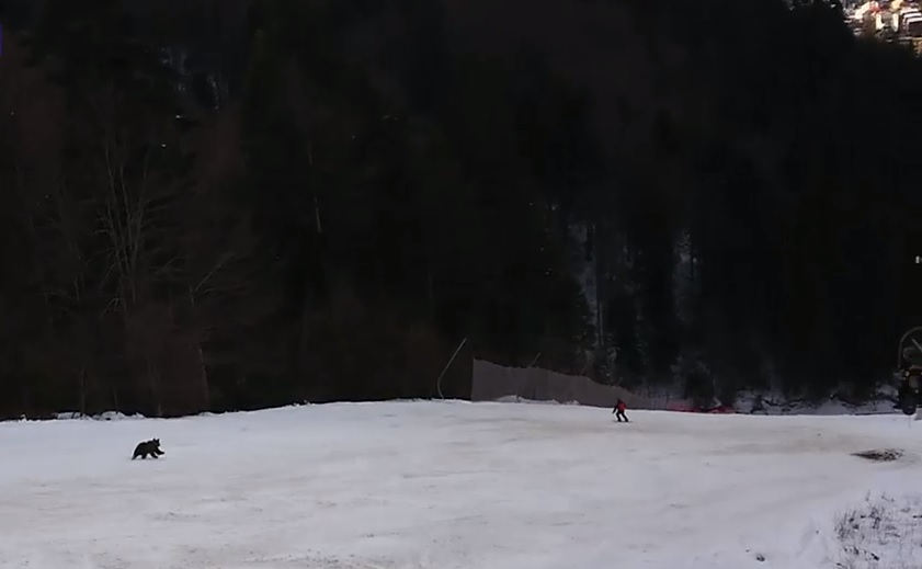 VIDEO. Schior fugărit de urs pe o pârtie din Predeal