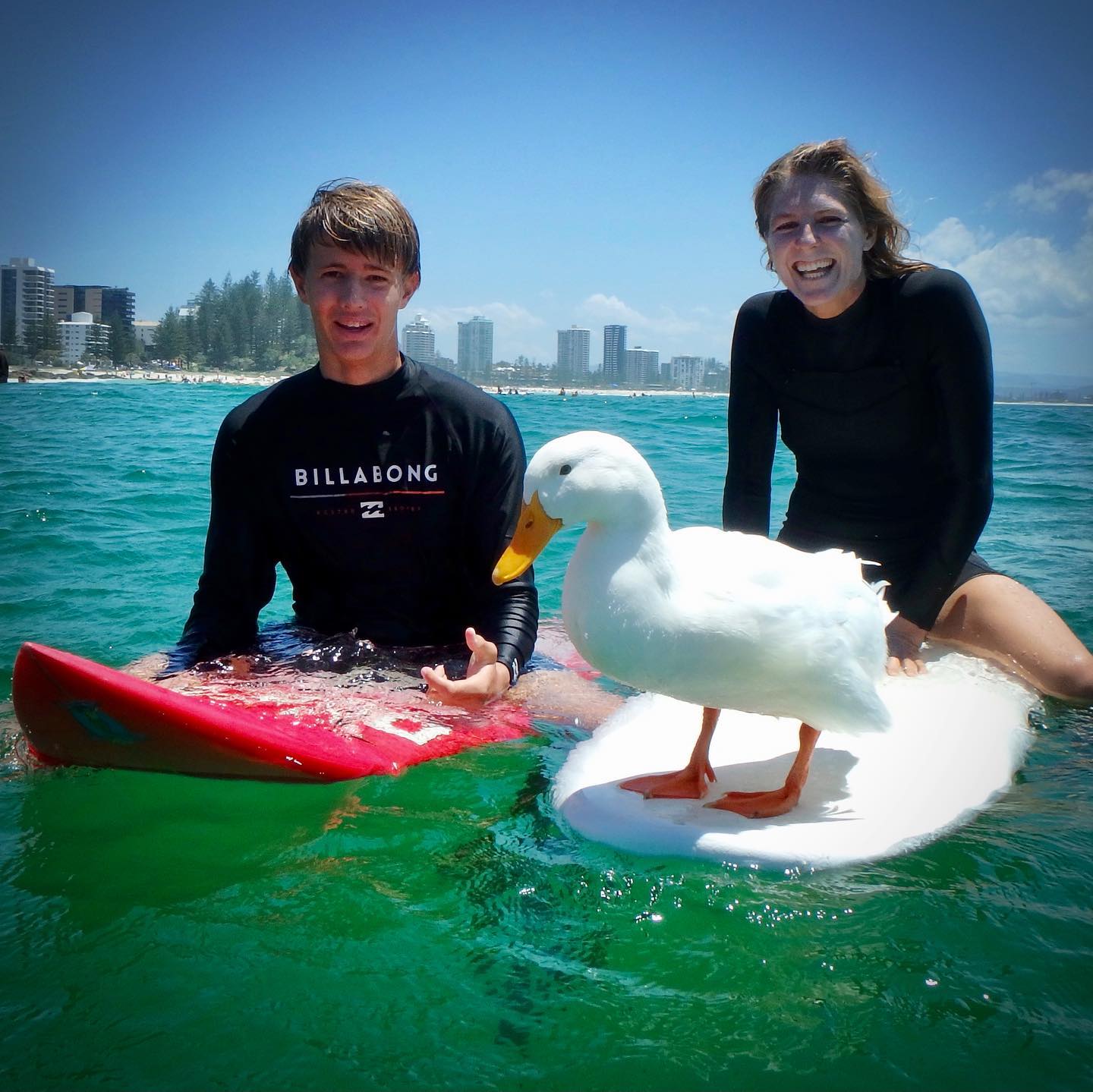 Rața care face surf, atracția unei plaje din Australia