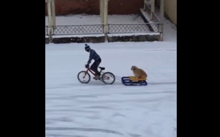 VIDEO. Imagini virale cu un băiețel din Cluj care își plimbă câinele cu sania trasă de bicicletă