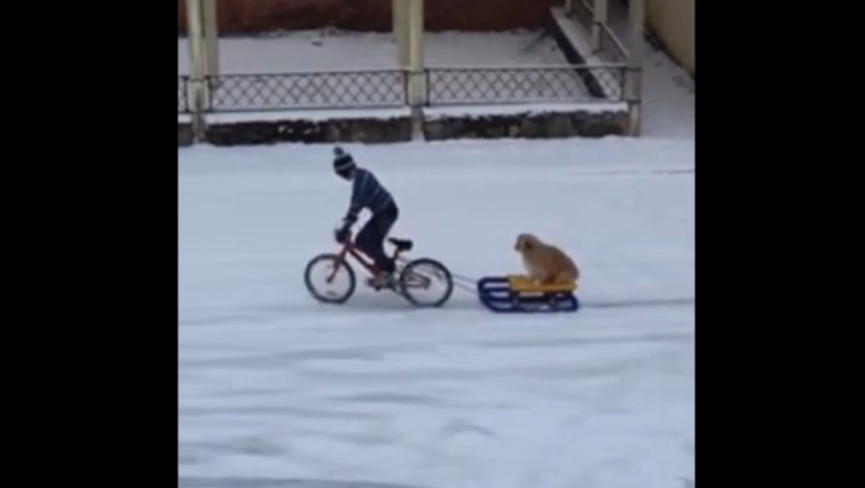 Un copil își plimbă câinele cu sania trasă de bicicletă