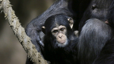 pui de cimpanzeu