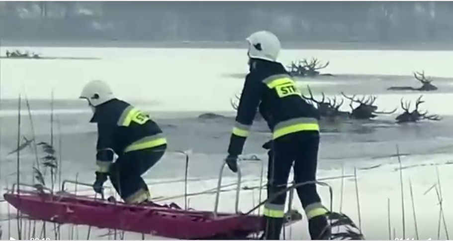 Zeci de cerbi speriați de braconieri au căzut într-un lac. Multe dintre animale s-au înecat