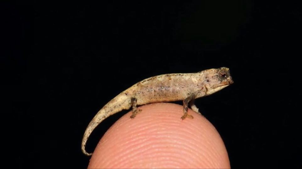 A fost descoperită cea mai mică reptilă din lume. Are doar câțiva milimetri