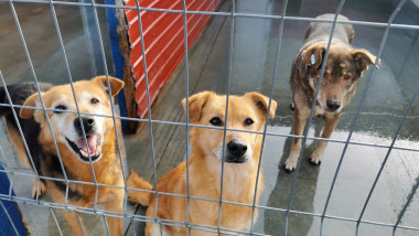 Câini aflaţi în cuşti, într-un adăpost