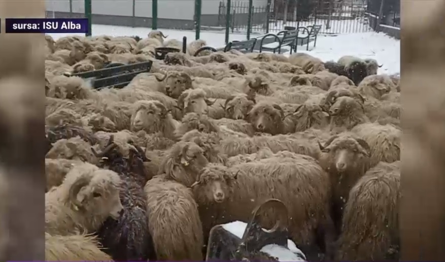 Un camion cu oi s-a răsturnat în județul Alba. 180 de animale au murit