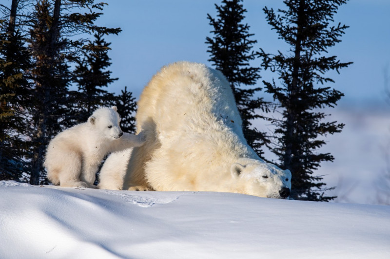 ursulet polar langa mama sa profimedia-0590609080