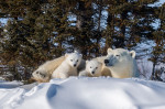 ursoaica polara cu doi pui profimedia-0590609017