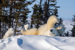 mama ursoaica intinsa pe spate cu ursuletii polari langa ea profimedia-0590609140