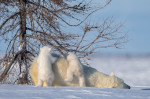 doi ursuleti polari se suie pe mama lor profimedia-0590609064