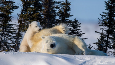 un ursulet polar care vrea sa se urce pe o ursoaica culcata in zapada pe o parte
