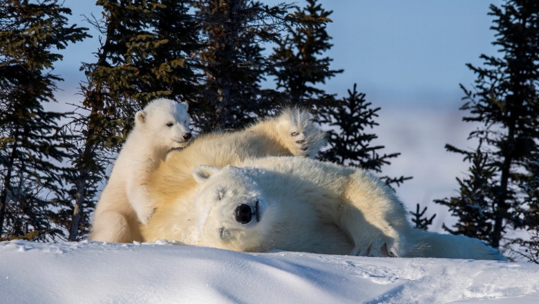 un ursulet polar care vrea sa se urce pe o ursoaica culcata in zapada pe o parte