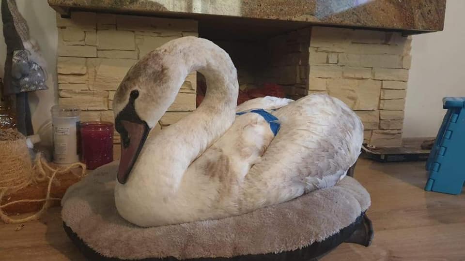 O lebădă prinsă în gheață pe râul Suceava a fost salvată de un trecător. Avea unul dintre picioare rupt