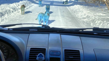 Câini cu blană albastră fotografiati dintr-o masina