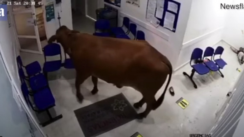 o vaca a atacat pacientii dintr-un spital in columbia