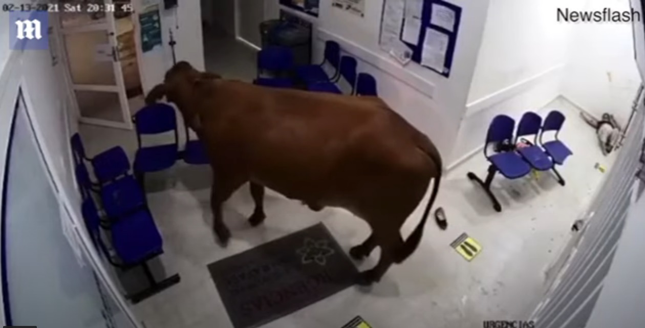 O vacă a intrat într-un spital din Columbia și a atacat pacienții