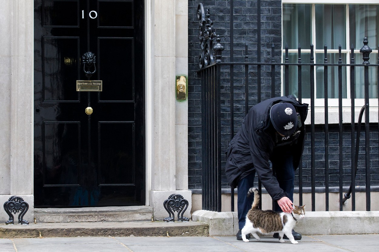 Larry, motanul premierilor britanici, a împlinit 10 ani de când s-a mutat pe Downing Street 10 de la un adăpost de animale
