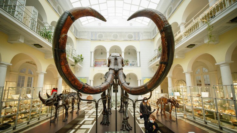 schelet de mamut expus la muzeu si un copil care trece pe langa el
