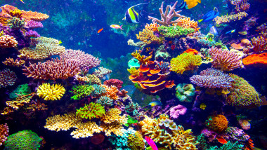 40% dintre coralii planetei au pierit deja.