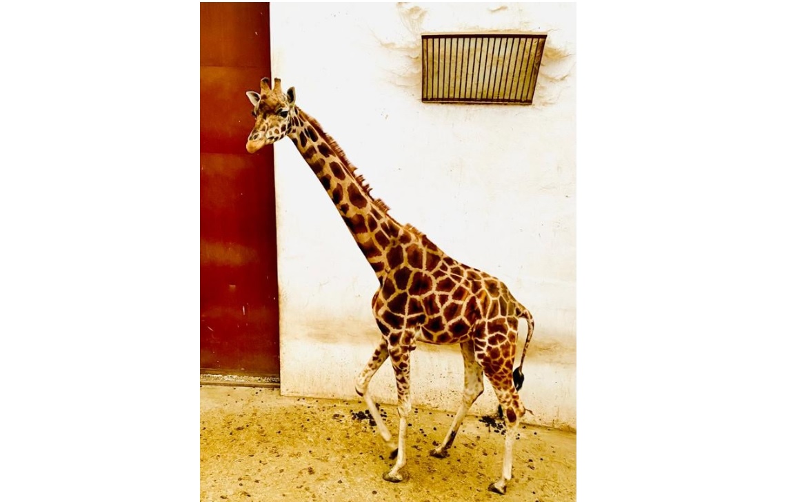 A murit singura girafă care putea fi văzută la o grădină zoologică din România