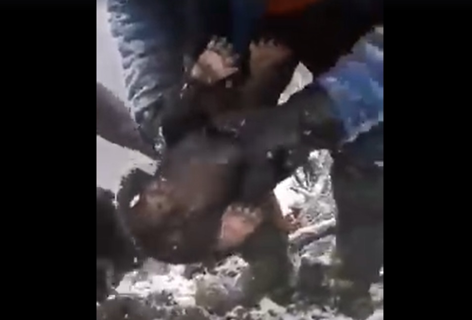 Bărbații care au scos puii de urs din bârlog și i-au aruncat în zăpadă, identificați și audiați. Nu se știe încă soarta ursuleților