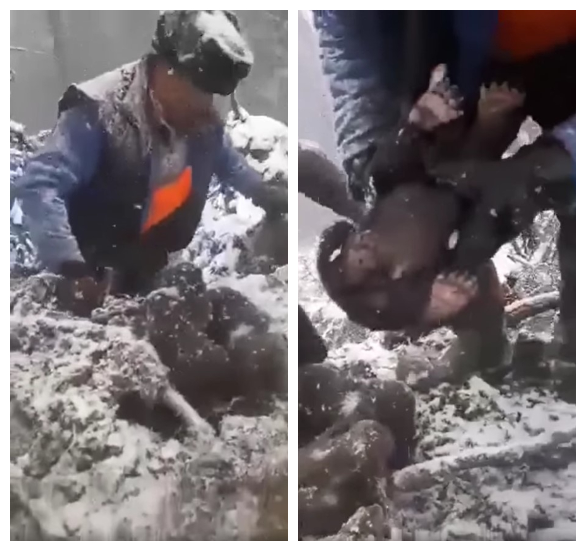 Puii de urs scoși din bârlog nu au fost găsiți. Poliția spune că nu are indicii că ar exista vreo legătură cu traficul cu pui de urs