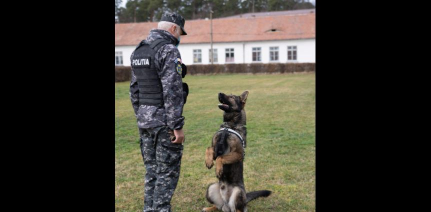 Câini antrenați în România pentru detectarea persoanelor infectate cu Covid-19