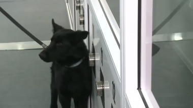 Câinii Poliției sunt antrenați la Sibiu să detecteze persoanele infectate cu COVID-19